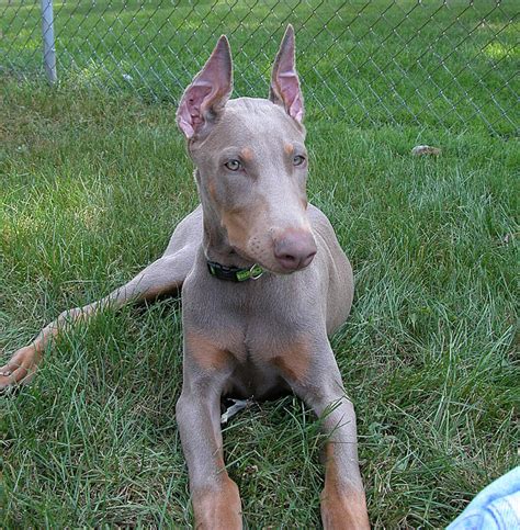 blue doberman pics|blue doberman identification.